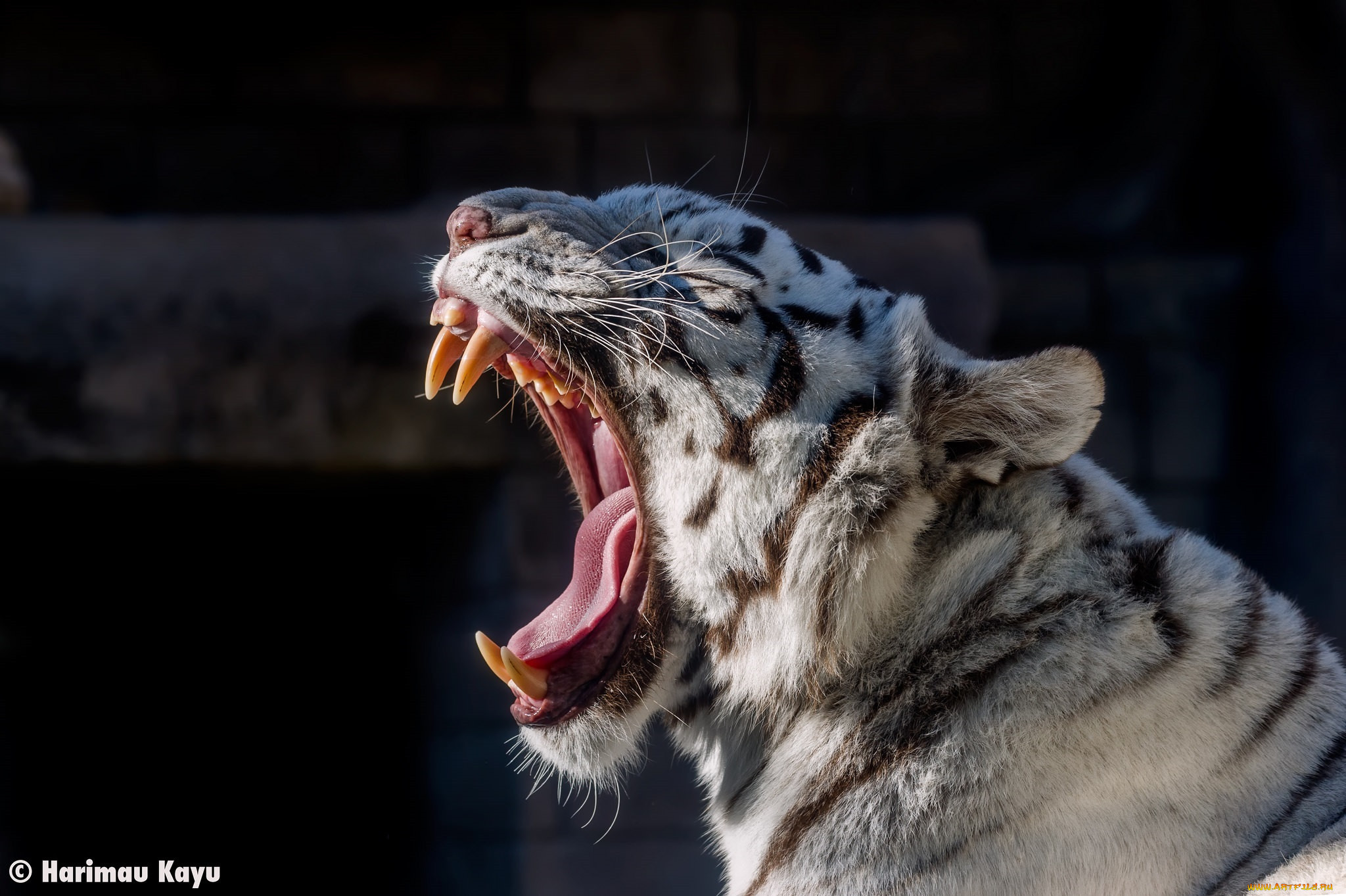 Толстый хищник. Белый тигр рычит. Тигр рычит. Зверь рычит. Тигр пасть.